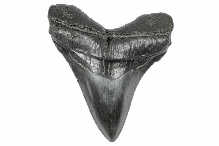 Serrated, Juvenile Megalodon Tooth - South Carolina #340518